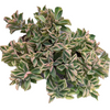Plectranthus neochilus Variegated 'Mike's Fuzzy Wuzzy'