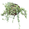 String of Dolphins Senecio peregrinus