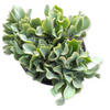Crassula arborescens undulatifolia 'Ripple Jade'