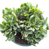 Crassula arborescens undulatifolia 'Ripple Jade'