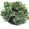Crassula arborescens undulatifolia 'Ripple Jade'