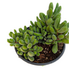 Crassula congesta 'Green Beans'