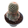 Mammillaria spinosissima Red Headed Irishman