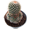 Mammillaria spinosissima Red Headed Irishman
