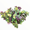 Callisia repens "Golden" Miniature Wandering Dude