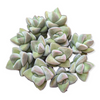 Crassula 'Moonglow'