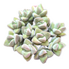 Crassula 'Moonglow'