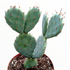 Opuntia santarita Santa Rita Purple Prickly Pear Cactus