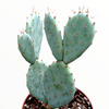 Opuntia santarita Santa Rita Purple Prickly Pear Cactus