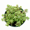 Sedum versadense Korean Succulent
