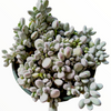 Cotyledon orbiculata 'Ping Pong'