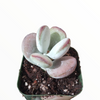 Cotyledon orbiculata 'Ping Pong'