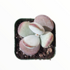 Cotyledon orbiculata 'Ping Pong'