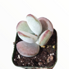 Cotyledon orbiculata 'Ping Pong'