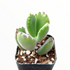 Cotyledon tomentosa Bear's Paw