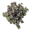 Callisia repens Miniature Wandering Dude