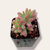Sedum rubrotinctum 'Aurora' Pink Jelly Bean