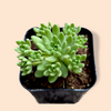 Sedum winkleri