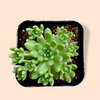 Sedum winkleri