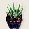 Haworthia fasciata - Zebra Plant