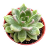 Graptoveria 'Melody'