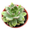 Graptoveria 'Melody'