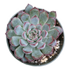 Echeveria pulidonis