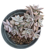 Graptopetalum paraguayense - Blue Haze