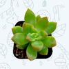 Sedum adolphii 'Golden Glow'