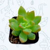 Sedum adolphii 'Golden Glow'