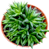 Haworthia marumiana var. batesiana