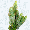 Opuntia monacantha variegata - Variegated Joseph's Coat