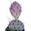 Opuntia santarita Santa Rita Purple Prickly Pear Cactus