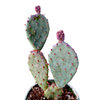 Opuntia santarita Santa Rita Purple Prickly Pear Cactus