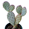 Opuntia santarita Santa Rita Purple Prickly Pear Cactus