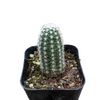 Chamaelobivia 'Rose Quartz' Peanut Cactus