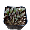 Anacampseros telephiastrum Burgundy