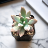 Graptosedum 'Francesco Baldi'