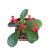 Crown of Thorns - Euphorbia milii