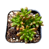 Aeonium sedifolium - Dwarf Aeonium