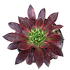 Aeonium 'Phoenix' Variegata
