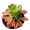 Aeonium leucoblepharum