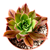 Aeonium leucoblepharum