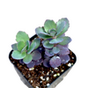 SunSparkler® Sedum 'Blue Pearl'