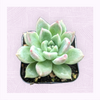 Graptoveria 'Melody'