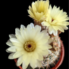 Mammillaria spinosissima Red Headed Irishman