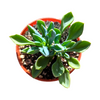 Senecio kleiniiformis - Spear Head