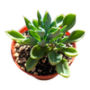 Senecio kleiniiformis - Spear Head