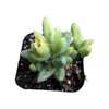 Delosperma echinatum - Pickle Plant Variegata