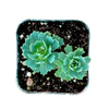 Sedum Pachyclaudos “White Diamond”